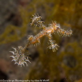   Ornamental Ghost Pipefish night near Komodo Island Sony NEX7 nauticam housing sea ds1 flash NEX-7 NEX ds-1 ds  